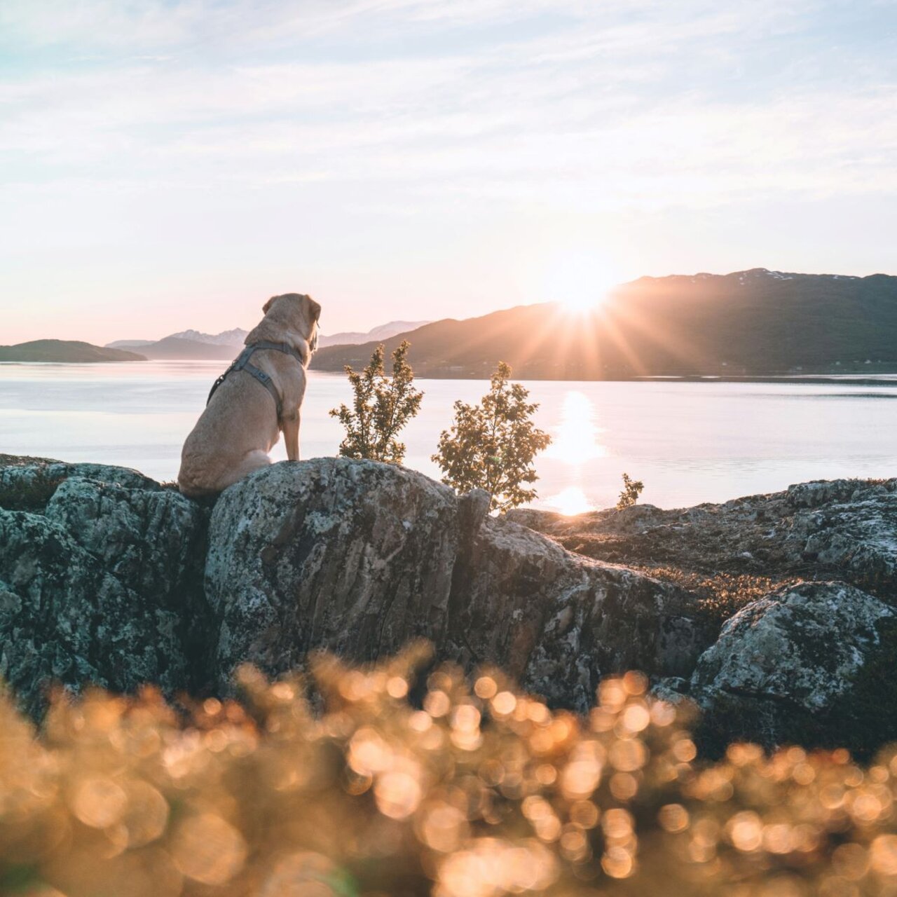 Holidays with dogs Southtyrol Hotel Feldmessner B&B Raischach